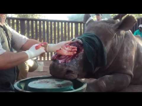 فيديو اعتداء وحشي على وحيد قرن