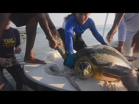 بالفيديو رصد مسار السلاحف البحرية ومصير الحياة على كوكبنا في المستقبل