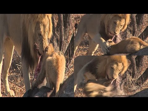 شاهد أسد يؤدّب شبلًا حاول اقتناص نصيبه من العشاء