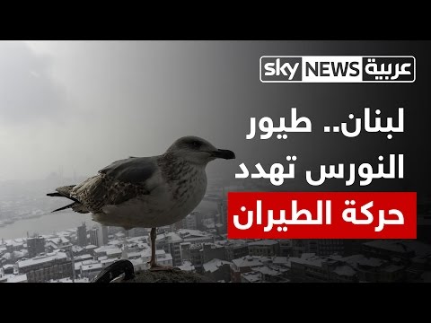 شاهد طيور النورس تهدد سلامة الطيران المدني