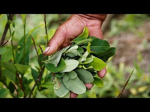 منتجو نبات الكوكا يحتجون ضد برنامج استبدال المحاصيل