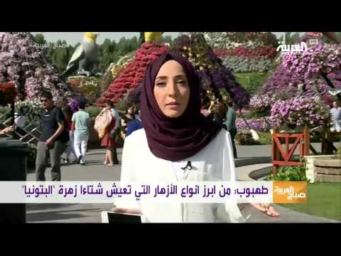 شاهد الزهور التي تعيش في الحدائق المنزلية خلال الشتاء