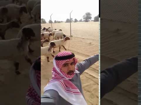 خروف يضع سعوديًا في موقف محرج