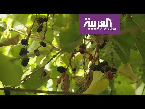 شاهد توت الطائف من أغلى الثمار الموسمية