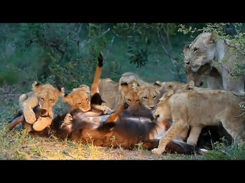 شاهد  حيوانات شجاعة نجحت في إنقاذ صغارها