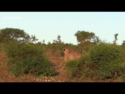 شاهد أسد يحاول التسلّل لاصطياد صغير خرتيت