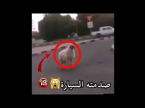 شاهد خروف حاول الهرب من الذبح في العيد فتعرض لحادث مروع