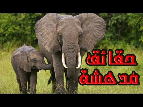 10 حقائق لا تعرفها عن الأفيال