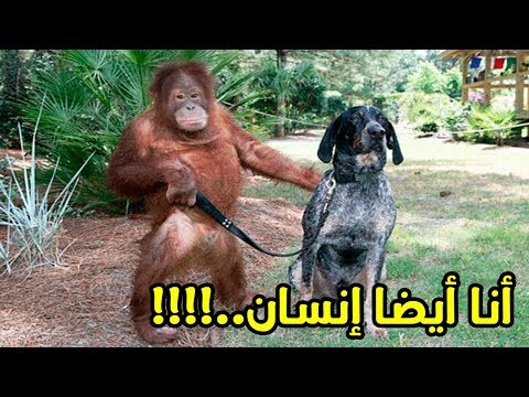 شاهد ما نطق به إنسان الغابة