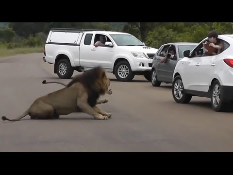 شاهد أسد يُثير فزع أطفال في منتزه كروجر الوطني