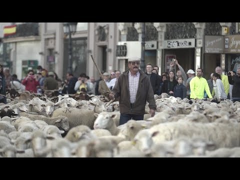 شاهد موكب ضخم لآلاف الحيوانات في شوارع مدريد