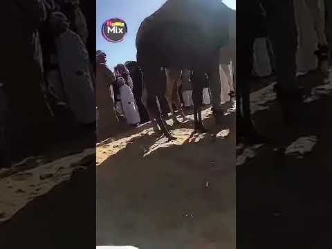 شاهد جمل يلقن مجموعة أشخاص درسًا قاسيًا