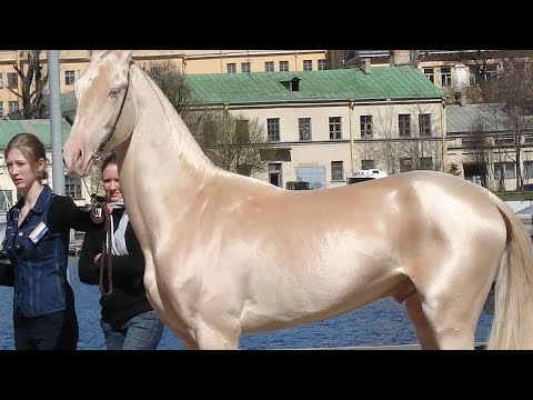 شاهد 10 فصائل من الخيول  لن تصدق  أنهم موجودون