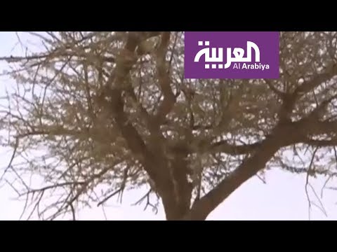 أشجار السعودية يهددها الاحتطاب الجائر