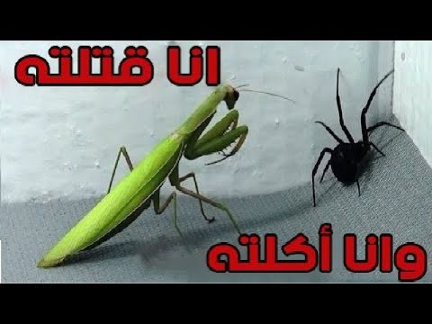 شاهد خمس معارك بين الحشرات الأكثر غرابة ودهشة في العالم