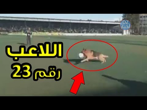 شاهد اقتحام كلب مباراة بين بارادو واتحاد الحراش