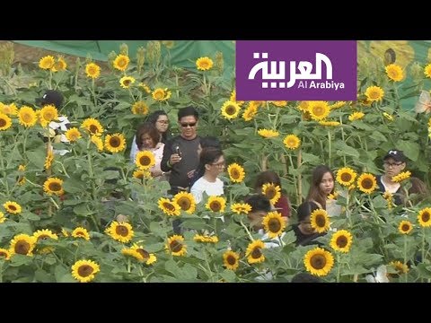 شاهد متاهات برائحة زهور عباد الشمس في الفلبين