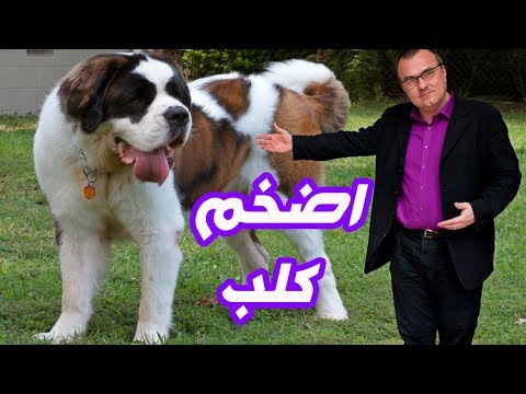 أقوي وأضخم كلب في العالم