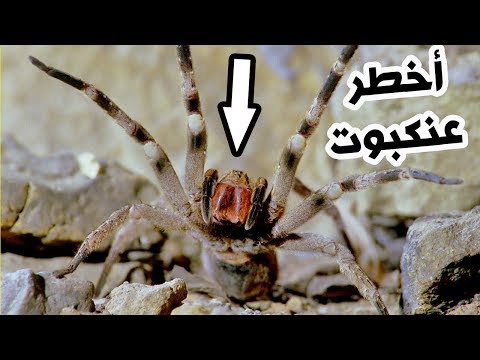 أخطر 3 عناكب سامة في العالم