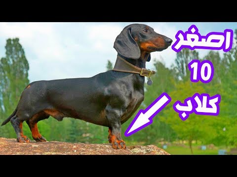 أصغر وأغرب 10 كلاب في العالم