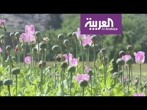 شاهدالورود تنافس الأفيون في أفغانستان