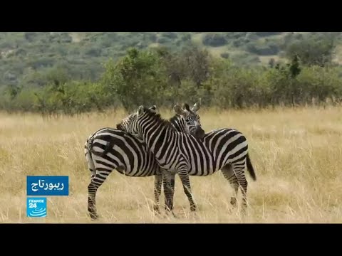 شاهدجدل في كينيا بسبب مشاريع عمرانية في المنتزه الوطني