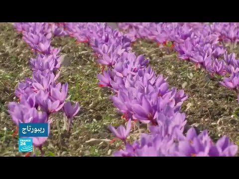 شاهد حين أنقذ الزعفران الكثير من اليونانيين