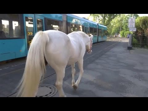 شاهد الخيول العربية تصبح من أشهر سكان فرانكفورت