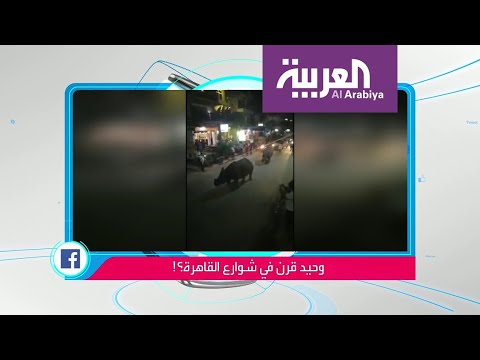 شاهد حقيقة فيديو صادم لوحيد القرن يتجول في القاهرة