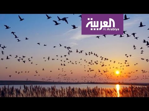 مساع كويتية لرصد الطيور المهاجرة ضمن نشاطه السنوي