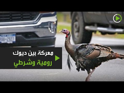 شاهد هجوم ثلاثة ديوك رومية على شرطي أميركي