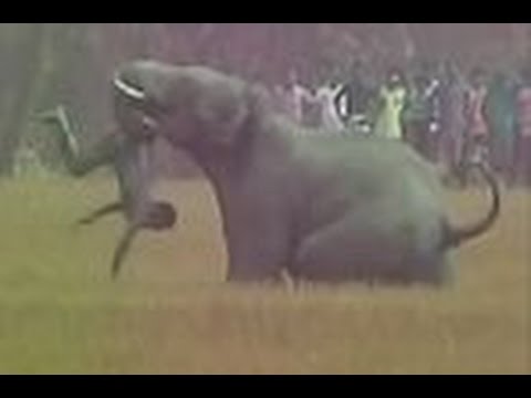 فيديو «فيل» يداهم قرية ويقتل رجلا هنديا