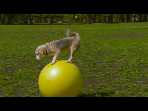 بالفيديو كلبة جميلة تحطم الرقم القياسي العالمي في الركض على كرة