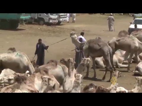 سوق برقاش إقبال على لحوم الجمال في مصر