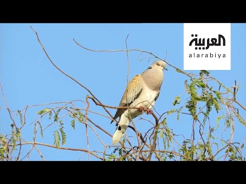 شاهد سعودي يوثّق طيور المملكة المهاجرة في كتاب مجاني